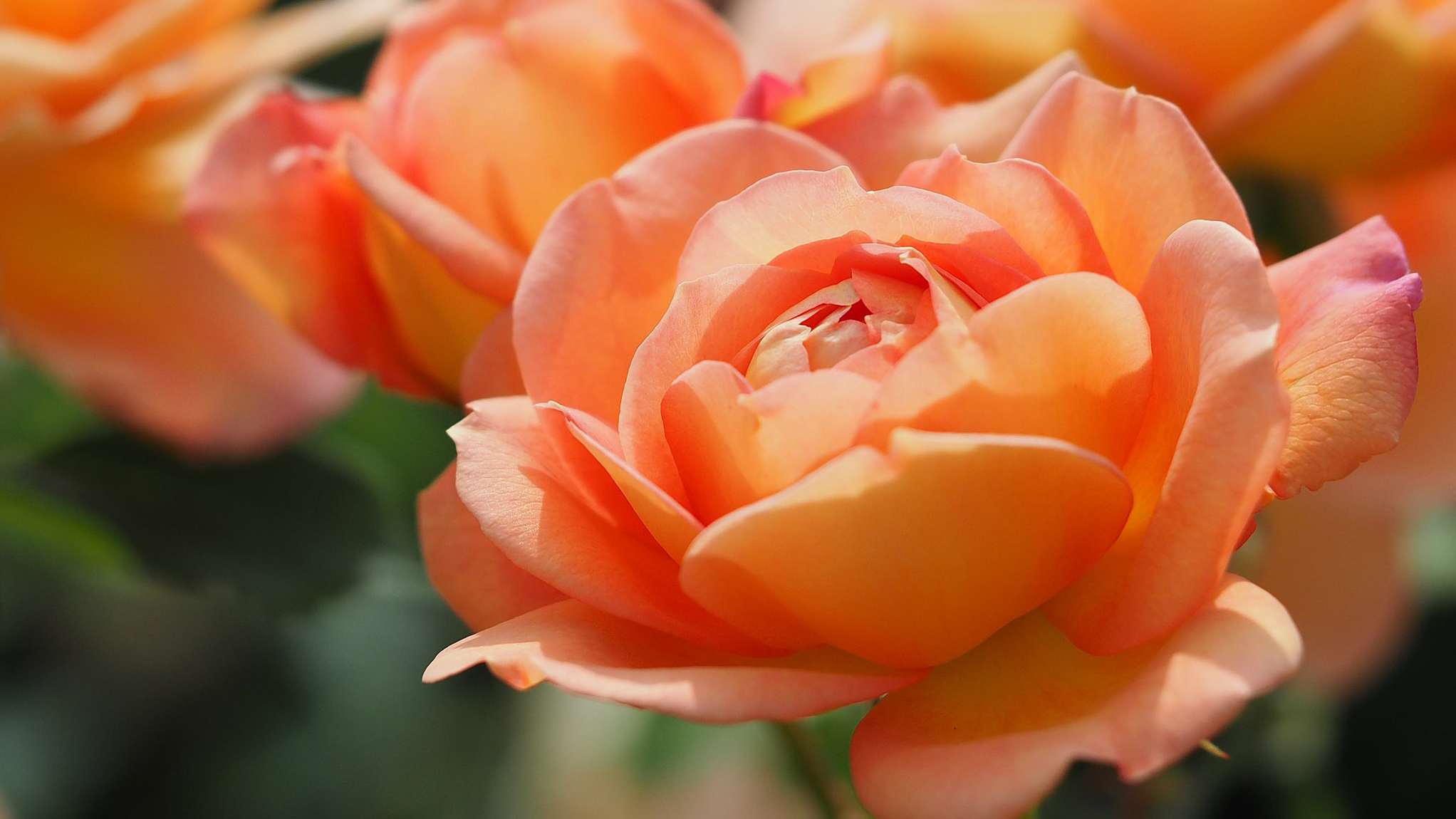 10 najpiękniejszych róż angielskich