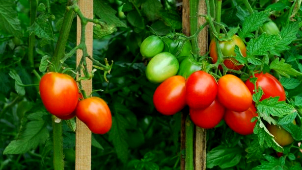 Pomidory z własnej rozsady